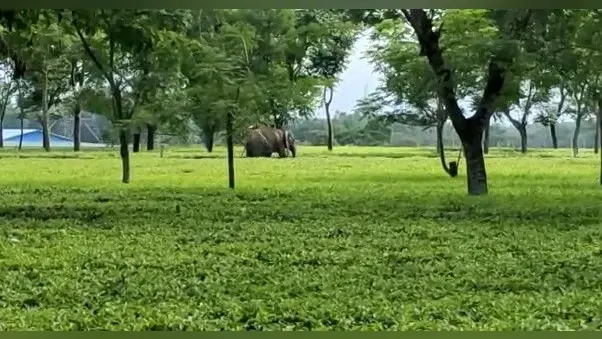 West Bengal : वंदे भारत एक्सप्रेस ट्रेन पर फिर हुआ पथराव, पहले भी हो चुकी है ऐसी घटना, Video