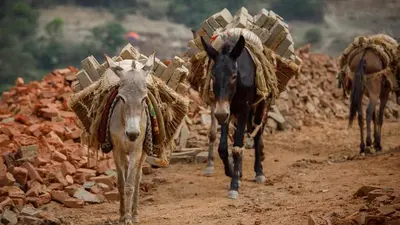 झारखंड के डॉक्टर 13 मार्च से जा सकते हैं अनिश्चितकालीन हड़ताल पर, जानें क्या है उनकी मांग