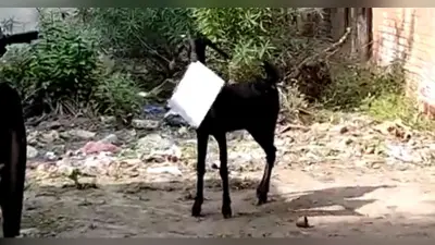 कानपुर में कर्मचारी सेंक रहा था धूप, बकरी खा गई सरकारी फाइल, सोशल मीडिया पर वीडियो वायरल