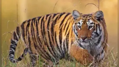 मध्य प्रदेश का पन्ना टाइगर रिजर्व अब यूनेस्को के बायोस्फीयर रिजर्व के रूप में घोषित