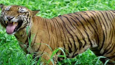 उत्तराखंड : जोशीमठ में शुरू हुई दो दिवसीय औली मैराथन प्रतियोगिता, देश 300 से अधिक एथलीट पहुंचे