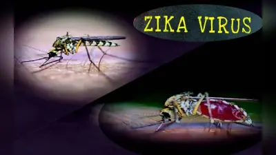 Zika Virus Symptoms: कहां से आया जीका वायरस, कैसे फैलता है ये संक्रमण?जानें क्या है लक्षण और बचाव के उपाय