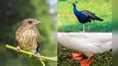 पंजों से कैसे करें पक्षियों की पहचान, यहां जानें