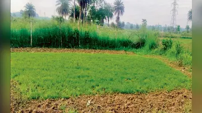धनबाद में वर्षा के अभाव में धनरोपनी नहीं की जा सकी है शुरू, किसान चिंतित