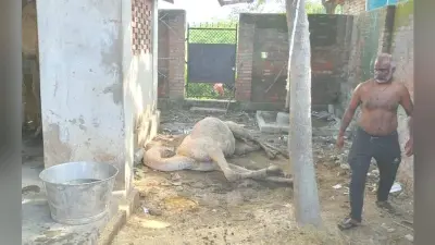 वाराणसी में तस्करों से छुड़ाए गये 16 ऊंट में से एक की मौत, कोर्ट के आदेश पर भी राजस्थान न भेजने पर सवाल