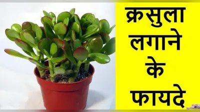 Vastu Tips For Crassula Plants: अगर नहीं टिक रहे तिजोरी में पैसे तो घर में लगाएं ये पौधा, मिलेगा लाभ