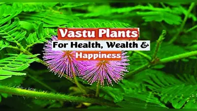 Vastu Tips For Plants: घर पर जरुर लगाएं ये पौधें, बढ़ेगी समृद्धि और होगी बढ़ोतरी