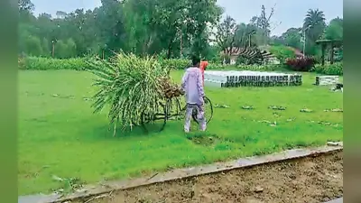 विश्व आदिवासी दिवस पर कार्यक्रम के नाम पर उखाड़े जा रहे पौधे, बिरसा मुंडा स्मृति पार्क में बने मंडप को तोड़ा