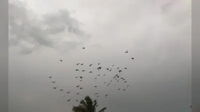 Weather Forecast: दिल्ली में तेज बारिश, पंजाब-हरियाणा में गिरा तापमान, जानें अन्य राज्यों का क्या है हाल