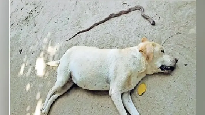 डंसता रहा विषैला सांप पर डॉगी लूसी ने मरते दम तक निभाई वफादारी, गेंहुअन को मारकर बचाई घरवालों की जान