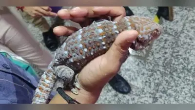 होटल के कमरे में चल रहा था करोड़ में बिकने वाली दुर्लभ प्रजाति की छिपकली का सौदा, पुलिस ने तस्करों को दबोचा…