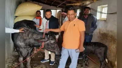 स्कॉर्पियो के बाद BJP विधायक को अब सैलरी से भैंस खरीदने की खुशी, लालू यादव के कथित फोन कॉल से चर्चे में रहे भाजपा MLA