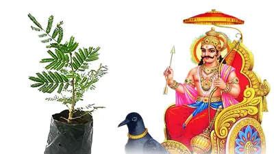 Shani Dosh Nivaran: शनिदेव को अतिप्रिय है ये पौधा, इसकी पूजा करने पर दूर होते हैं शनि दोष और घर में बनी रहती है सुख-समृद्धि
