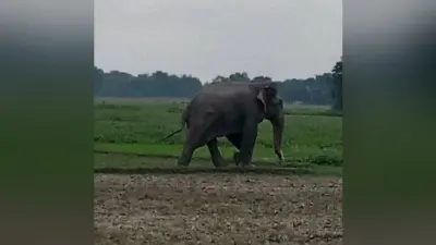 सिमडेगा में जंगली हाथी ने मचाया तांडव, दो घर को किया क्षतिग्रस्त, सामान को भी किया बर्बाद