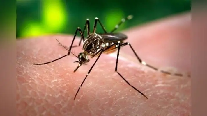 Dengue Update in Patna: एक महीने में सिर्फ PMCH में 67 भर्ती, सबसे अधिक राजधानी के मरीज
