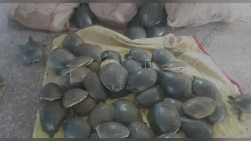 गोपालगंज में दुर्लभ प्रजाति के 500 कछुए बरामद, तीन तस्कर गिरफ्तार