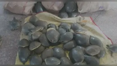 गोपालगंज में दुर्लभ प्रजाति के 500 कछुए बरामद, तीन तस्कर गिरफ्तार