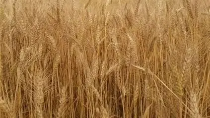 Aligarh News: अलीगढ़ के 99 क्रय केंद्रों पर खरीदा जाएगा गेहूं, जानें रेट