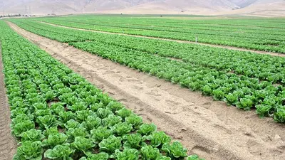 Bihar Agriculture News: बरसात के मौसम में इन सब्जियों की करें खेती, बंपर उत्पादन और होगा शानदार मुनाफा
