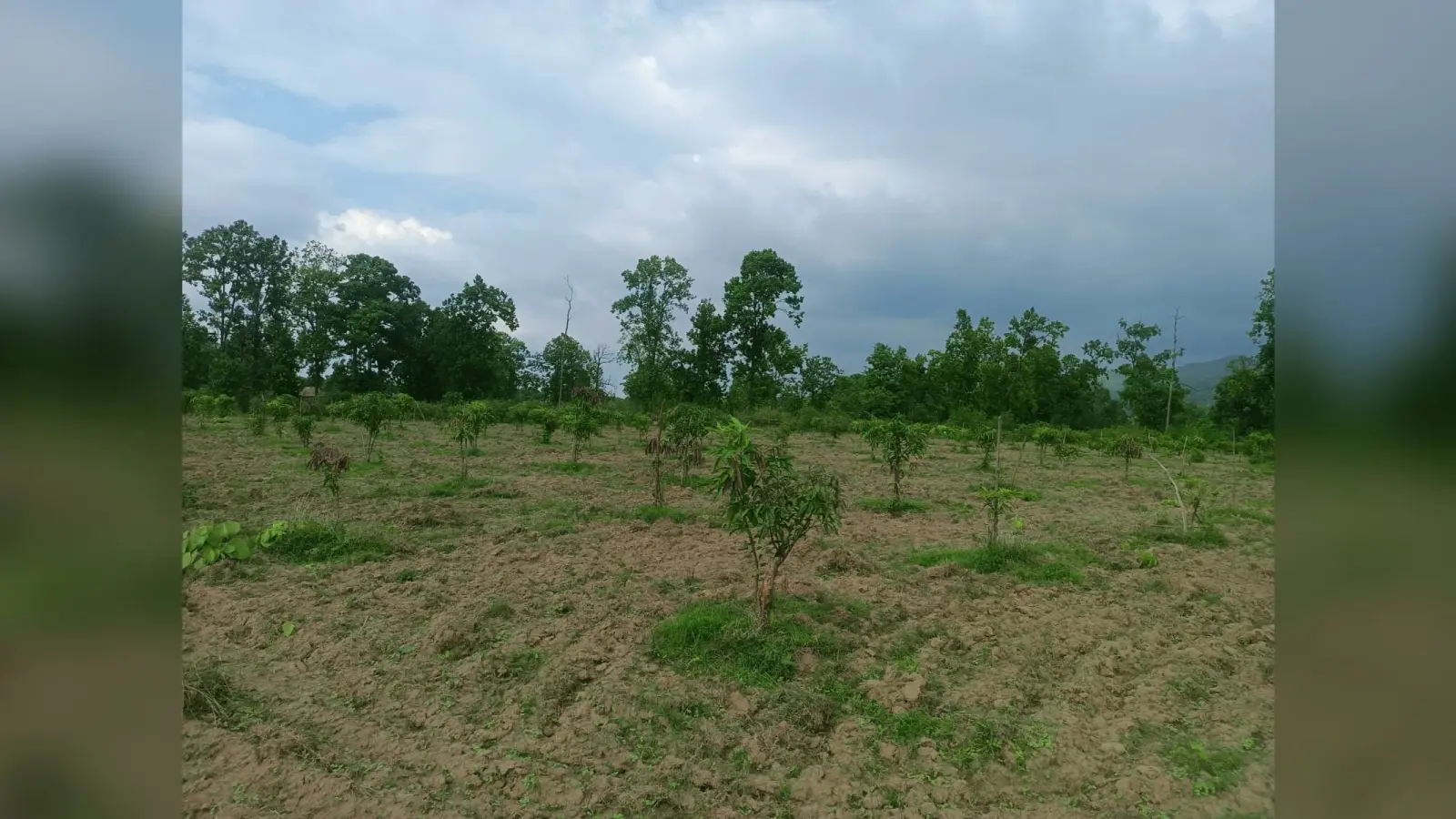 Jharkhand: मनरेगा के तहत 8 करोड़ 40 लाख की लागत से 223 किसानों को आम बागवानी के लिए किया जा रहा प्रेरित
