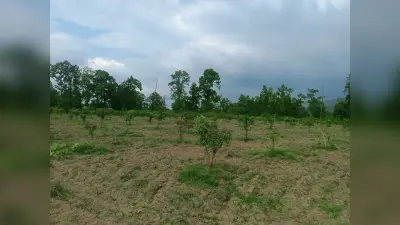 Jharkhand: मनरेगा के तहत 8 करोड़ 40 लाख की लागत से 223 किसानों को आम बागवानी के लिए किया जा रहा प्रेरित