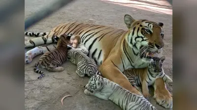 International Tiger Day: पटना जू में संगीता ने चार शावकों को दिया जन्म, जानें कब होगा नामकरण