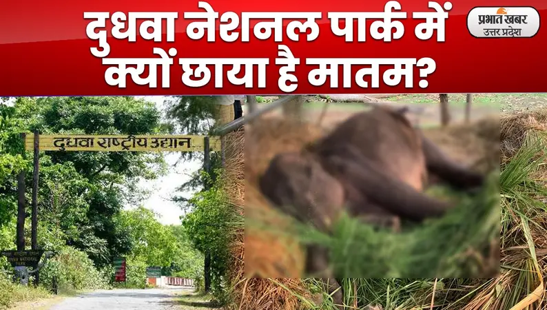 Lakhimpur Kheri News: दुधवा टाइगर रिजर्व में मादा हाथी की मौत पर मातम