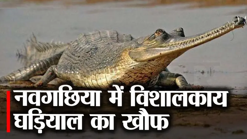भागलपुर : नवगछिया के दो टोलों में घूम रहा विशालकाय घड़ियाल, वन विभाग ने किया अलर्ट, देखें वीडियो