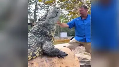 Playing With Crocodile: मगरमच्छ के साथ मस्ती, Social Media Viral Video देखे सहमे लोग!