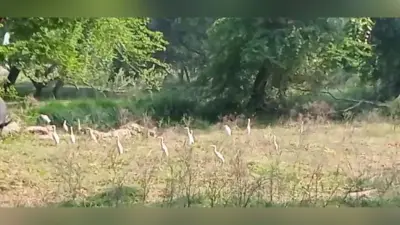 Gorakhpur News: गोरखपुर में प्रवासी पक्षियों ने डाला डेरा, रंग-बिरंगी चिड़ियों से खिल उठा वेटलैंड