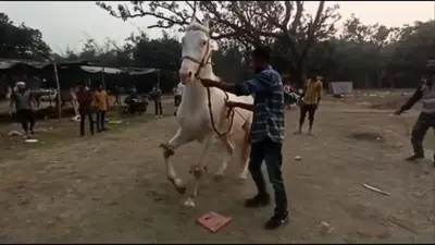 Sonpur Mela 2022: सोनपुर मेले में बाहुबली और सजनी का जलवा, जानें क्यों नहीं मिल रहे कोई खरीददार…
