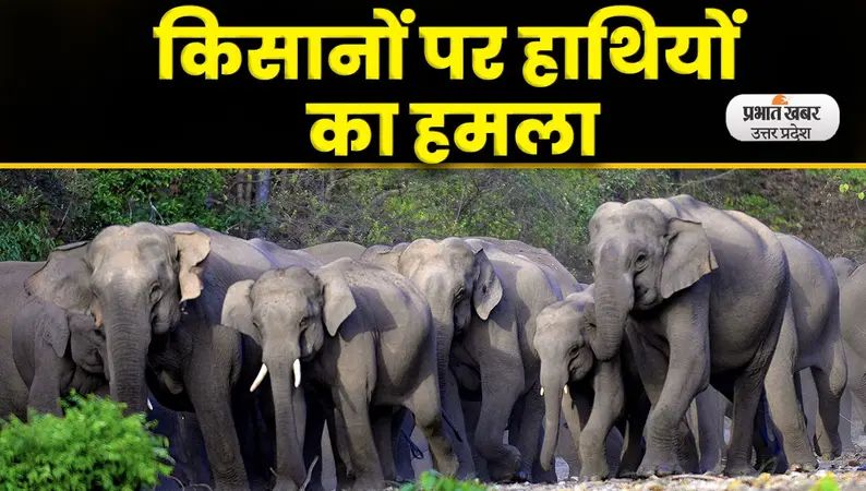 Lakhimpur News: लखीमपुर में हाथियों का कहर, दो किसानों को रौंदा