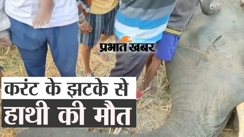 करंट के झटके से हाथी की मौत