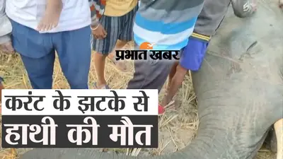 करंट के झटके से हाथी की मौत