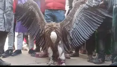 कानपुर में मिला हिमालयन गिद्ध, 5 फीट लंबे हैं पंख, पब्लिक ने पकड़कर वन विभाग को सौंपा, मादा की तलाश जारी…