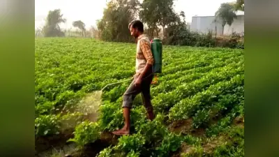 Khet Khalihan ki khabar: सर्दी और शीतलहर से बचाने के लिए किसान आलू को पिला रहे देसी शराब