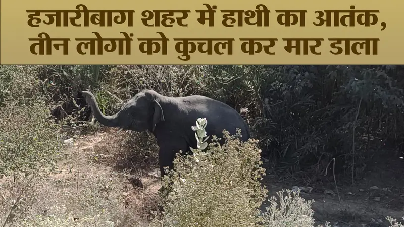 Video : हजारीबाग शहर में हाथी का आतंक, तीन लोगों को कुचल कर मार डाला