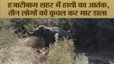 Video : हजारीबाग शहर में हाथी का आतंक, तीन लोगों को कुचल कर मार डाला