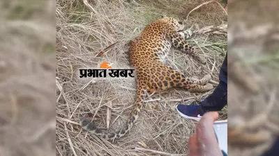Dudhwa Tiger Reserve : बाघों की मौत को लेकर समिति ने सरकार को सौंपी रिपोर्ट, वन मंत्री ने कही ये बड़ी बात