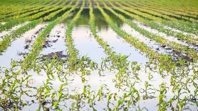 Agriculture News: किसानों को वर्षाकालीन सब्जियों लौकी, तोरई, काशीफल व टिंडा बुआई की सलाह