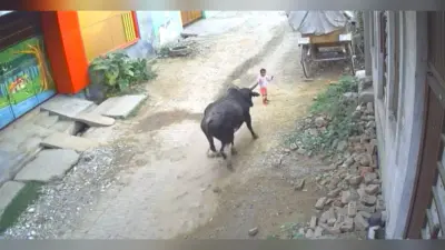 UP News : अलीगढ़ में आवारा सांड ने 4 साल के मासूम को रौंदा, दादा के साथ सुबह घूमने आये बच्चे की हालत गंभीर