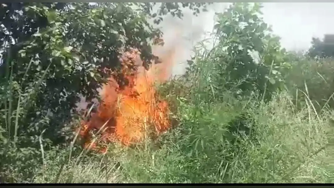 वर्ड सेंचुरी सूर सरोवर के जंगल में लगी भीषण आग, वन विभाग के कर्मचारियों ने जैसे- तैसे बचाई पक्षियों की जान
