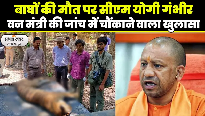 बाघों की मौत पर सीएम योगी ने लिया बड़ा एक्शन, फील्ड डायरेक्टर समेत 10 पर गिरी गाज