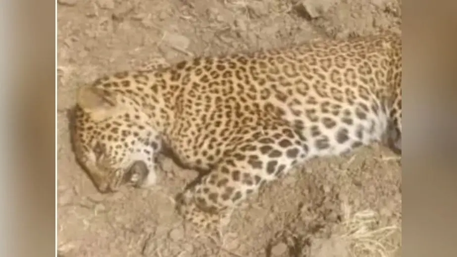 Dudhwa national park : पीलीभीत रेंज में मृत मिला तेंदुआ, मौत की जांच में जुटा वन विभाग, पोस्टमार्टम खोलेगा राज