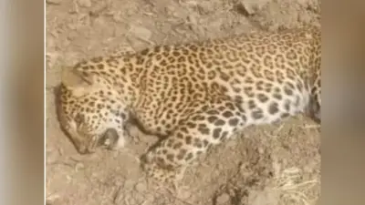 Dudhwa national park : पीलीभीत रेंज में मृत मिला तेंदुआ, मौत की जांच में जुटा वन विभाग, पोस्टमार्टम खोलेगा राज