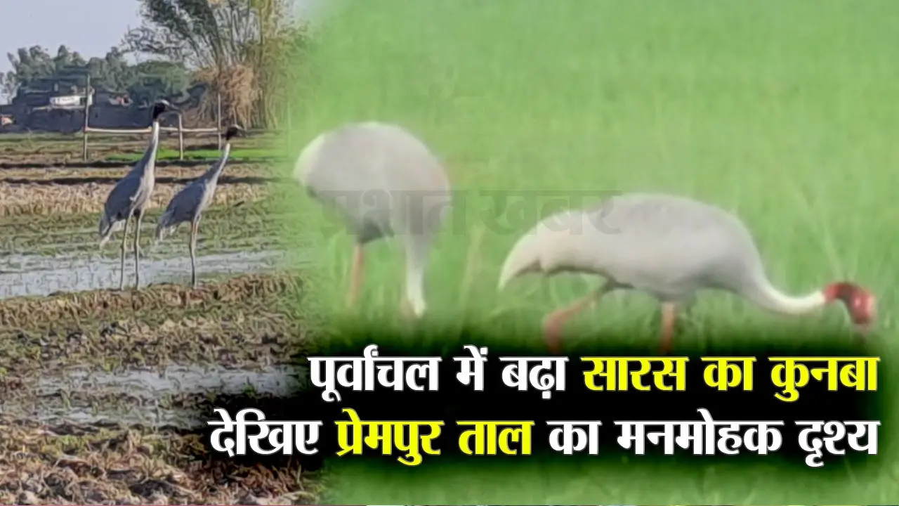 Gorakhpur News: पूर्वांचल में सारस के कलरव से गूंज रहा प्रेमपुर ताल