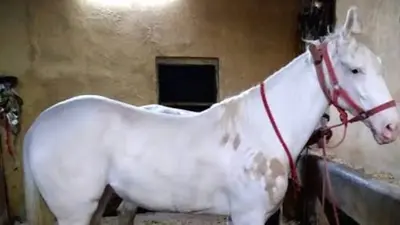 OMG: बरेली में 5 युवकों ने घोड़ी के साथ बनाए अप्राकृतिक संबंध, वीडियो हुआ सोशल मीडिया पर वायरल, जानें मामला