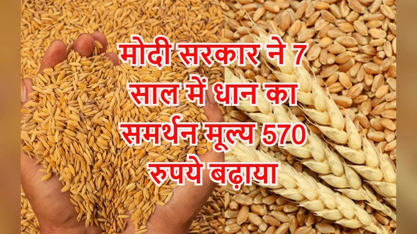 नरेंद्र मोदी सरकार में धान और गेहूं का इतना बढ़ गया समर्थन मूल्य, 2023-24 का MSP यहां चेक करें