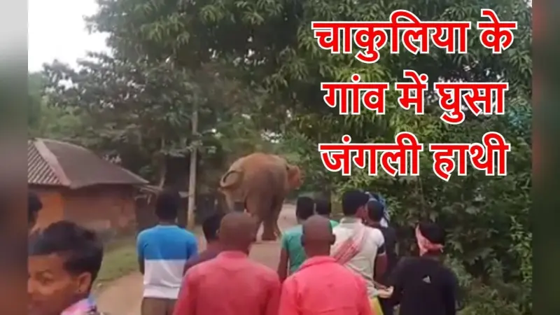 Wild Elephant in Chakulia: दीपावली के दिन चाकुलिया के गांव में आ गया जंगली हाथी, फिर देखिए क्या हुआ