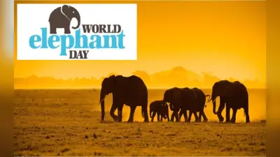 World Elephant Day 2022: आज मनाया जा रहा है विश्व हाथी दिवस, जानें कैसे हुई शुरुआत और रोचक तथ्य